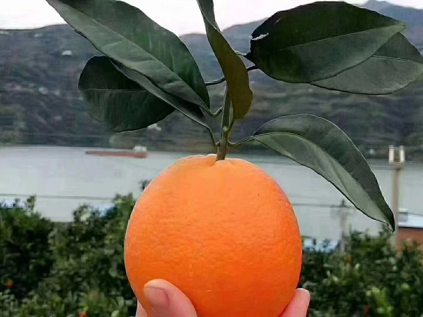 果园中挂满成熟纽荷尔脐橙的果树特写