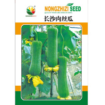早熟短棒肉丝瓜种子耐热长沙肉丝瓜大田用种