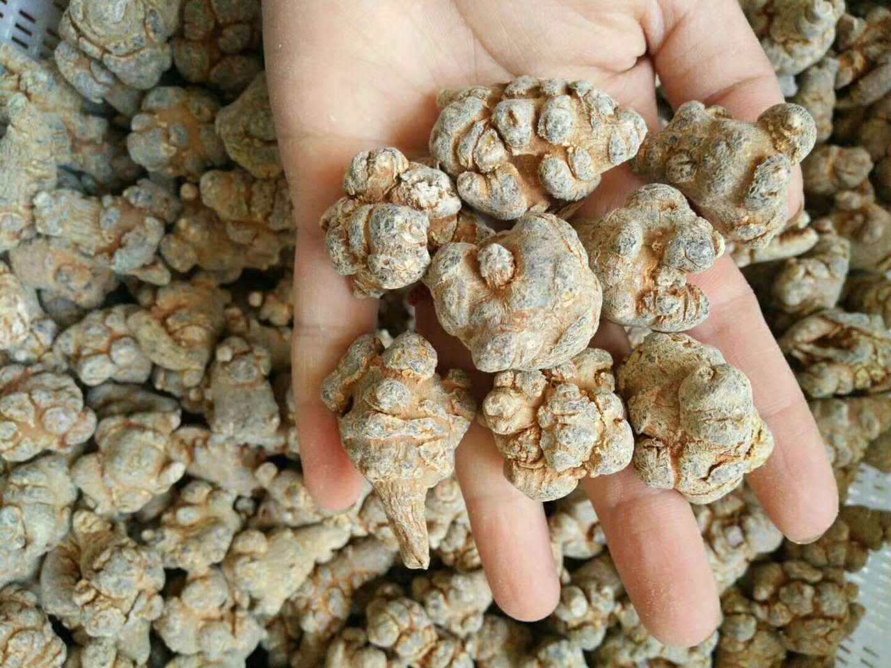 肉苁蓉与三七的中药材对比图