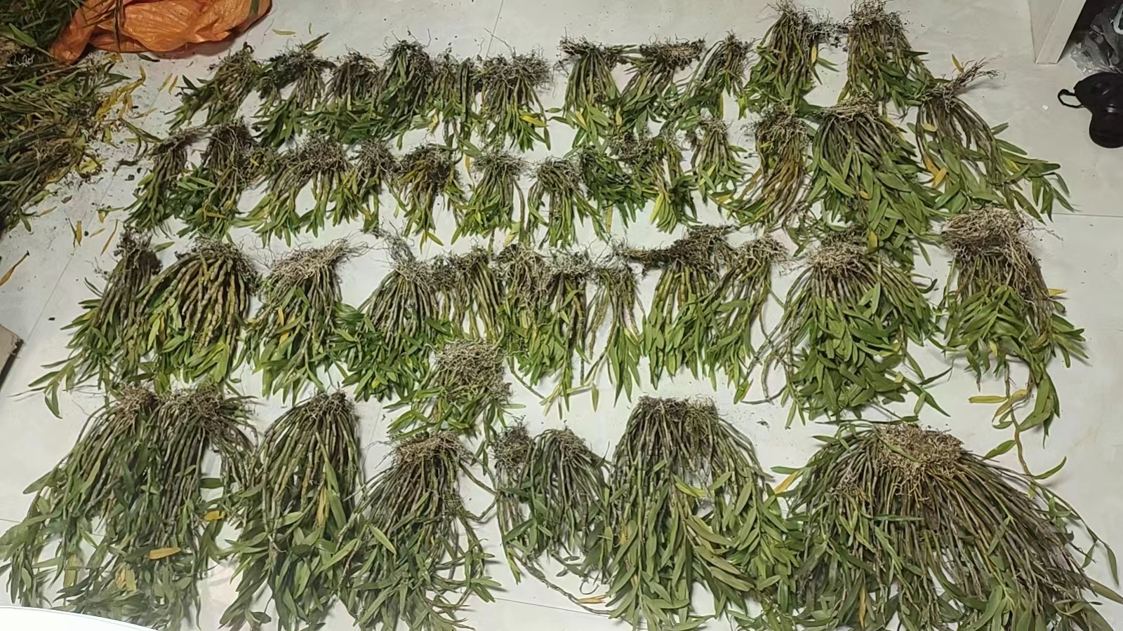 浙贝母与川贝母植物形态对比