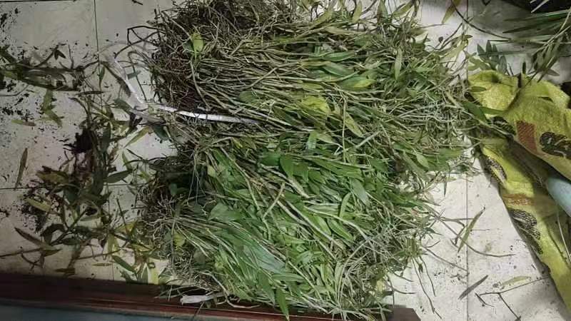 黄芩植株与药材图