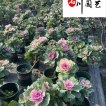 玫瑰甘蓝苗圃基地直销诚信经营量大优惠花境园林绿化花卉