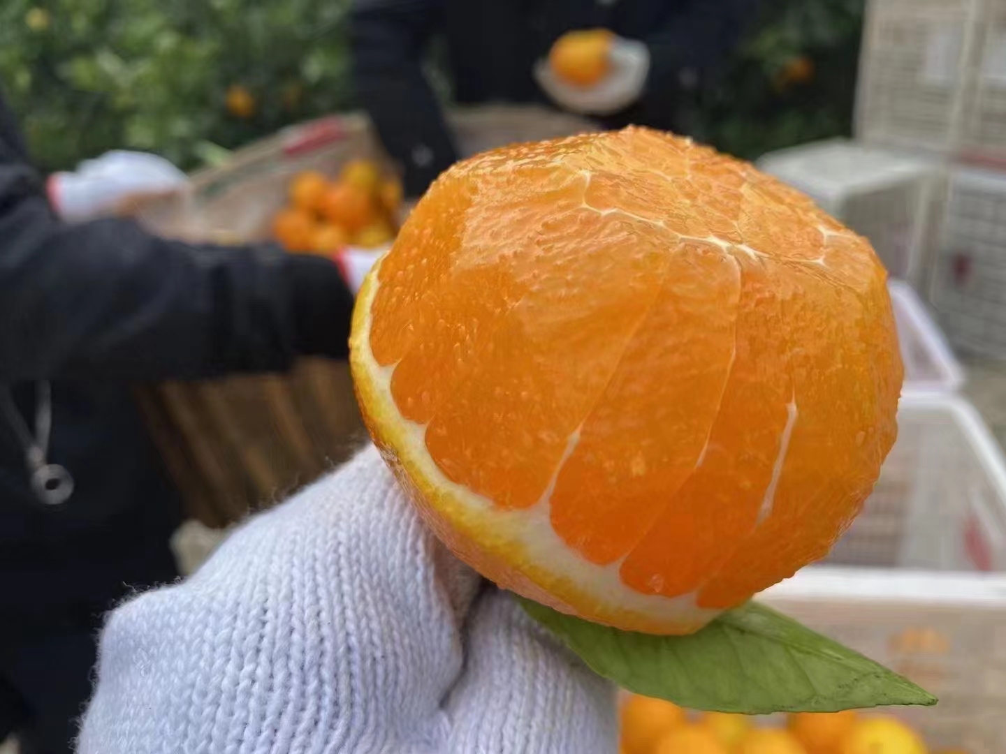 成熟采摘中的伦晚橙特写