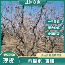 【荐】河北杏树5-25公分，质优价廉，各种规格欢迎老板选购~