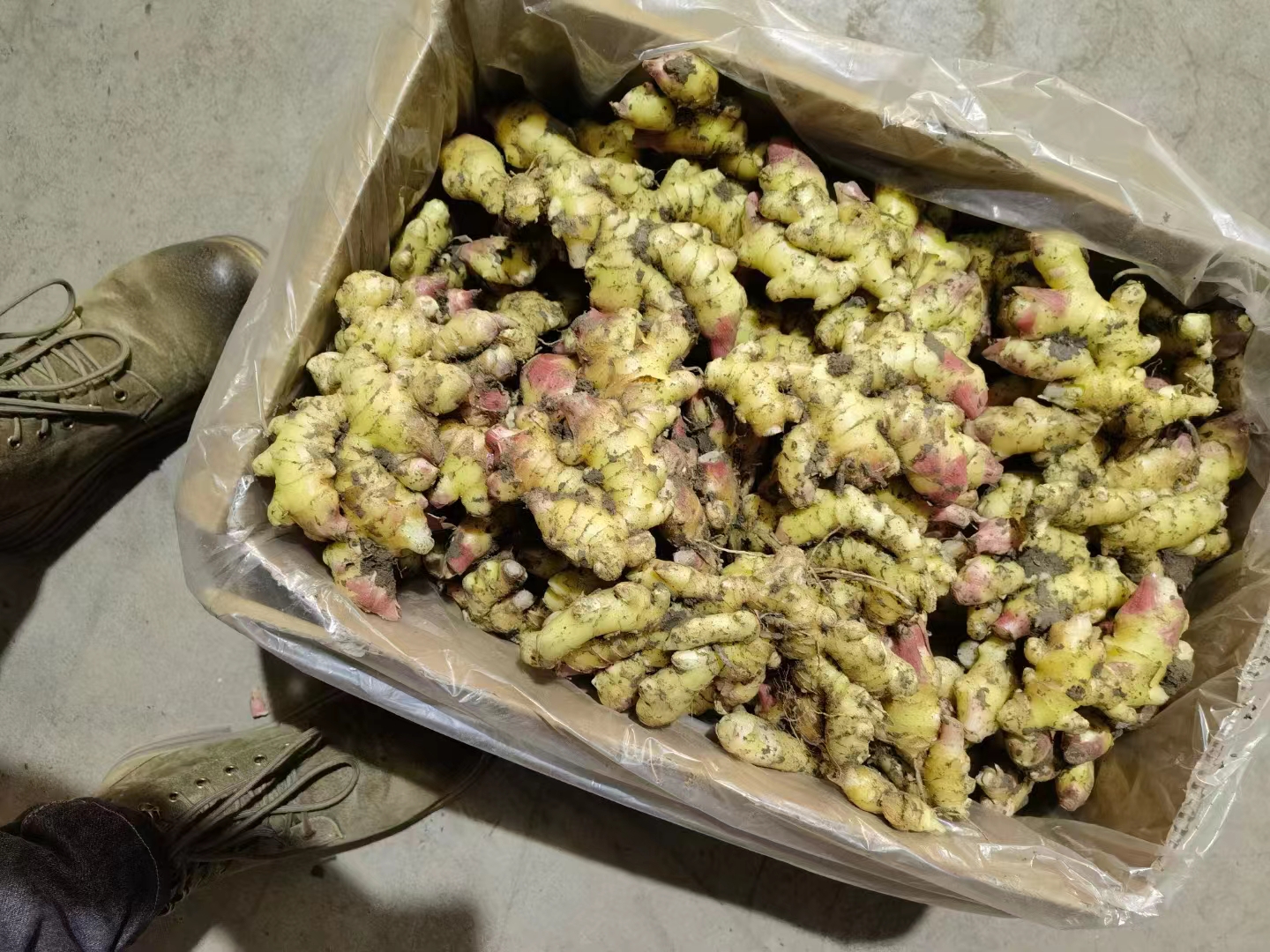安丘红芽姜在批发市场销售现场,交易火热,品质受到采购商一致好评 安丘红芽姜市场销售现场