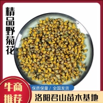 中药材野菊花干货供应，货源充足，物美价廉欢迎采购