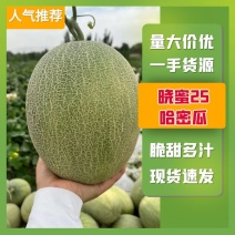 【热卖】海南晓蜜25哈密瓜，个大瓜甜，供应电商货量充足
