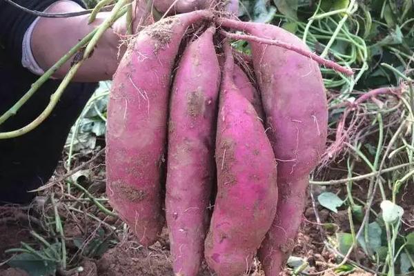 华南冬作区紫薯12月田间采收实景