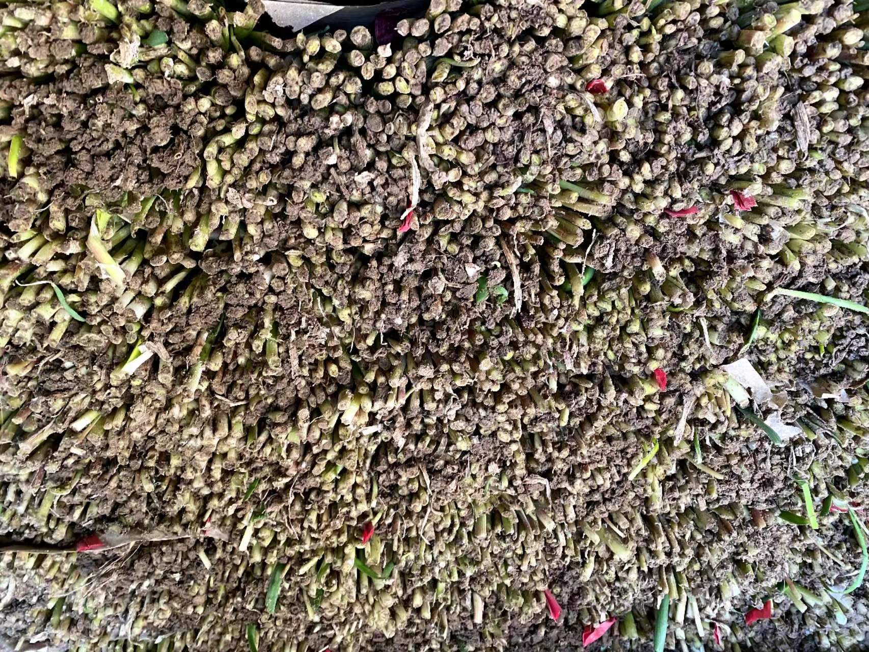 挑选新鲜韭菜示意图