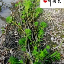 狐尾藻农户直销成都水生植物批发自家货价格优惠好养活