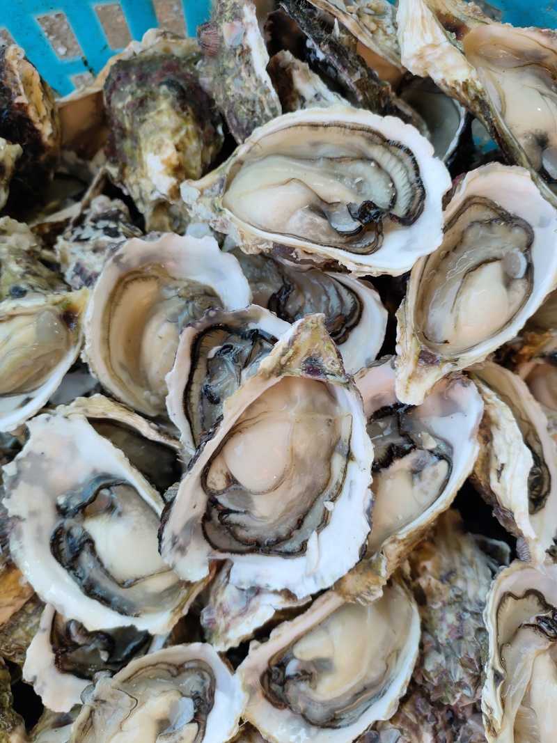 福建生蚝一手货源批发新鲜发货适合各种门店有量有价