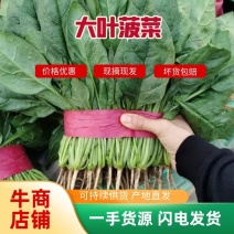 菠菜河南菠菜精品大叶菠菜产地一手货源保质保量