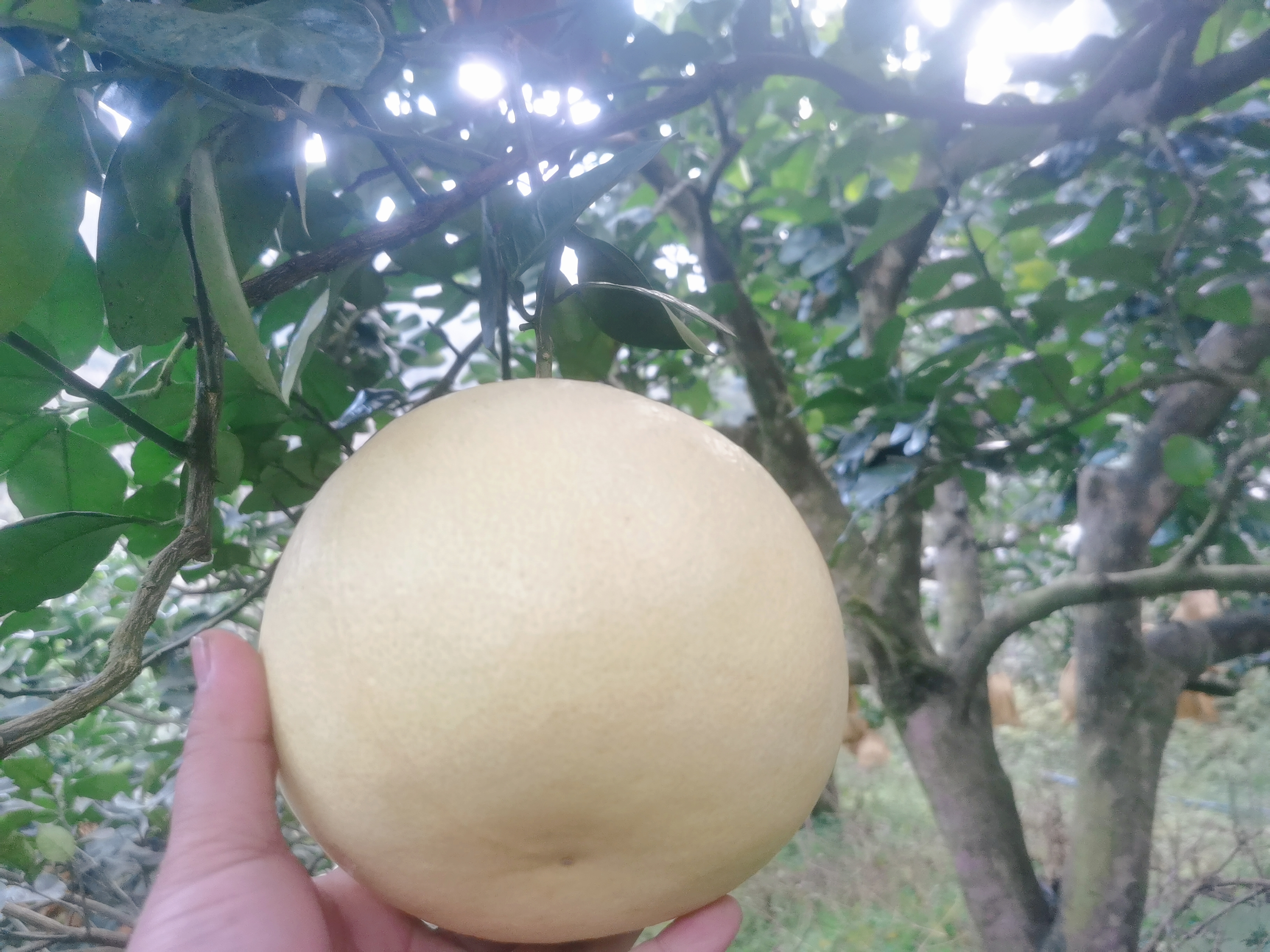 一片郁郁葱葱的沙田柚种植园,阳光透过树叶洒落在挂满金黄色果实的树上,农民正在手工采摘成熟的沙田柚,地面覆盖有机腐殖质,体现生态种植方式 沙田柚果园实景