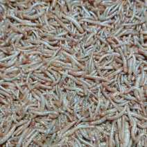黄粉虫鲜虫，规格齐全，大量供应，价格实惠，欢迎来电采购！