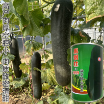 铁心冬瓜种子黑刚柱9肉厚腔小杂交肉质致密清甜卖相好