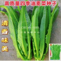 【精选好货】油麦菜种子四季播绿油麦菜种籽口感柔嫩清香包邮
