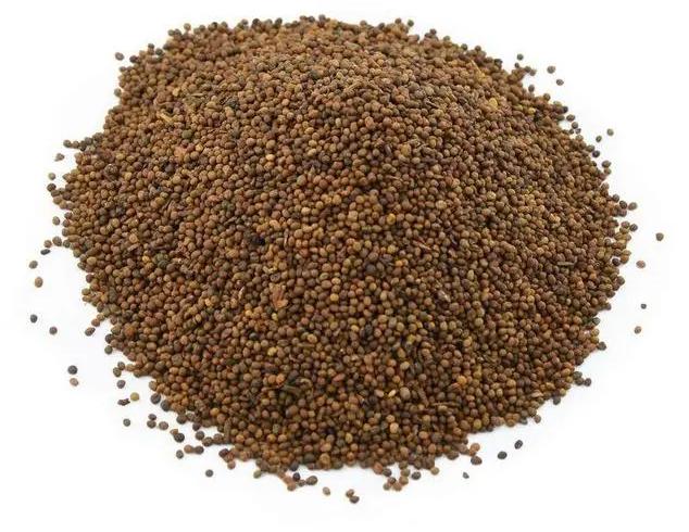 女贞子药材特写