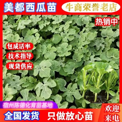 西瓜苗价格行情