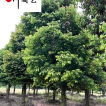 天竺桂工程绿化苗木批发8-20公分天竺桂价格量大优惠