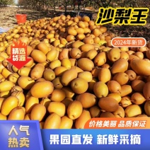 沙梨王金珠果，洛宁关庙沙梨产地货源农户直发