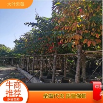 大叶紫薇5-15公分，规格齐全，支持视频看货