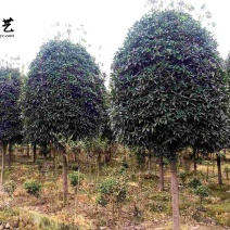 精品丹桂8-15公分成都桂花树苗木基地直供园林绿化苗