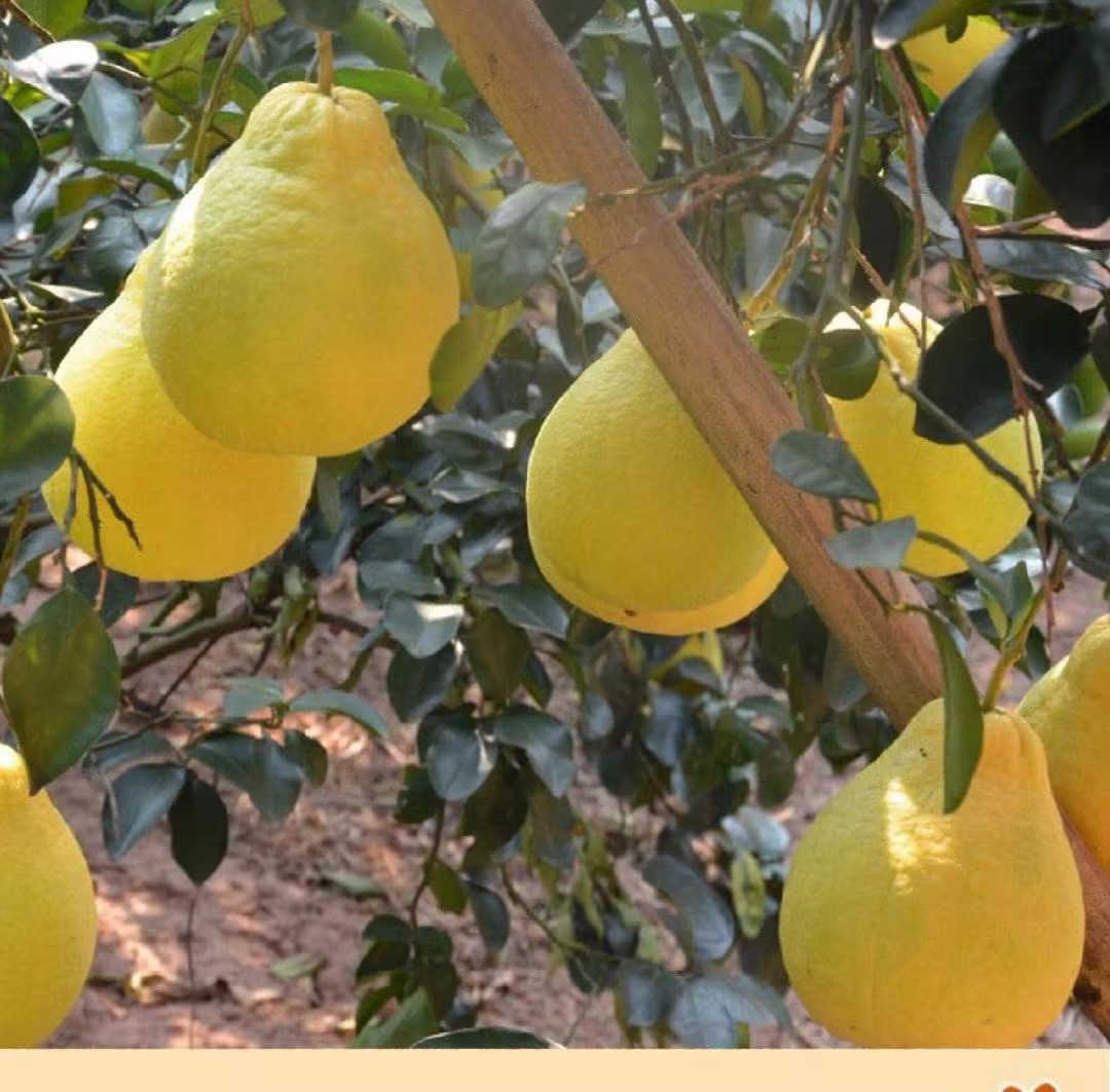 沙田柚果园实景