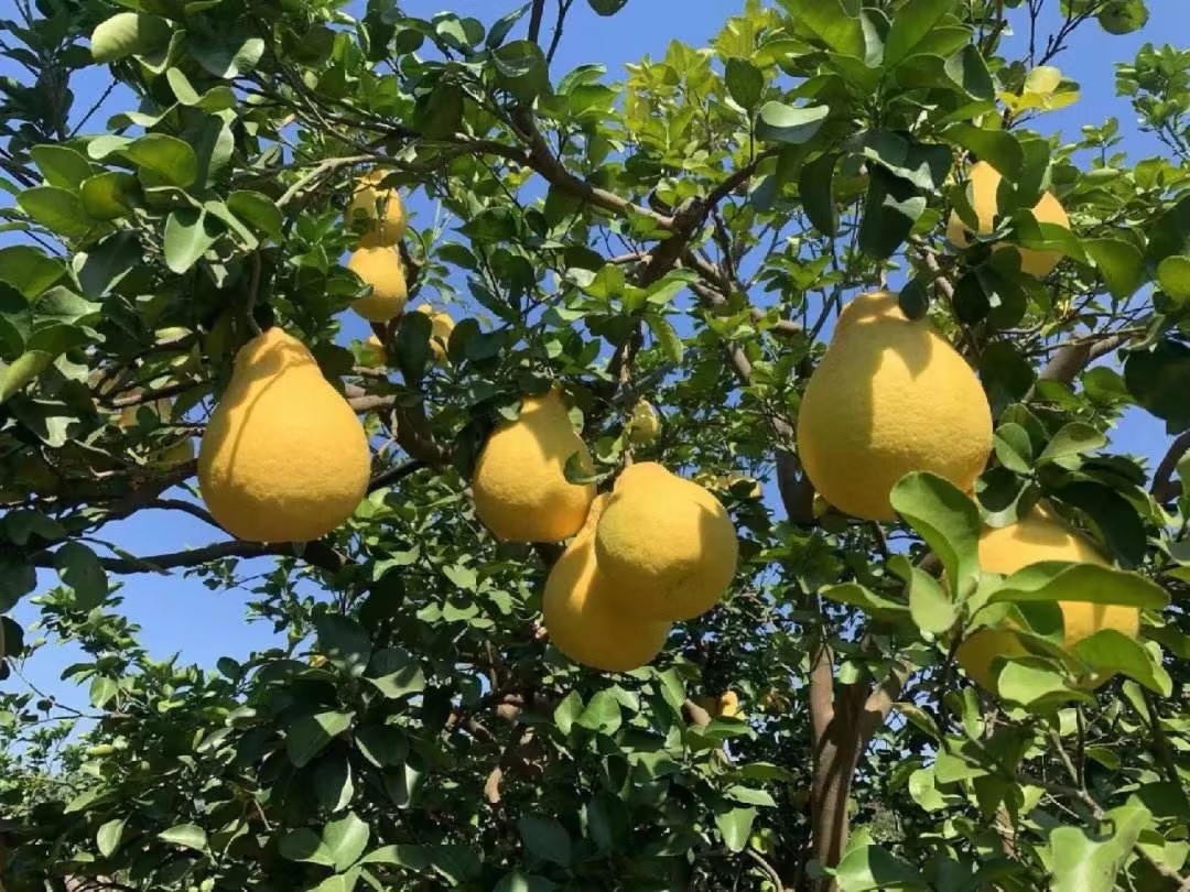 无人机俯拍的沙田柚种植园,成片的柚子树整齐排列,树上挂满金黄色的沙田柚,部分果实特写可见表皮细腻有光泽,远处有农民正在采摘,展现丰收景象 沙田柚果园实景航拍图