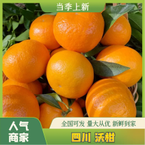 【精品沃柑】规格齐全基地直采一条龙供应全国详谈视频看果