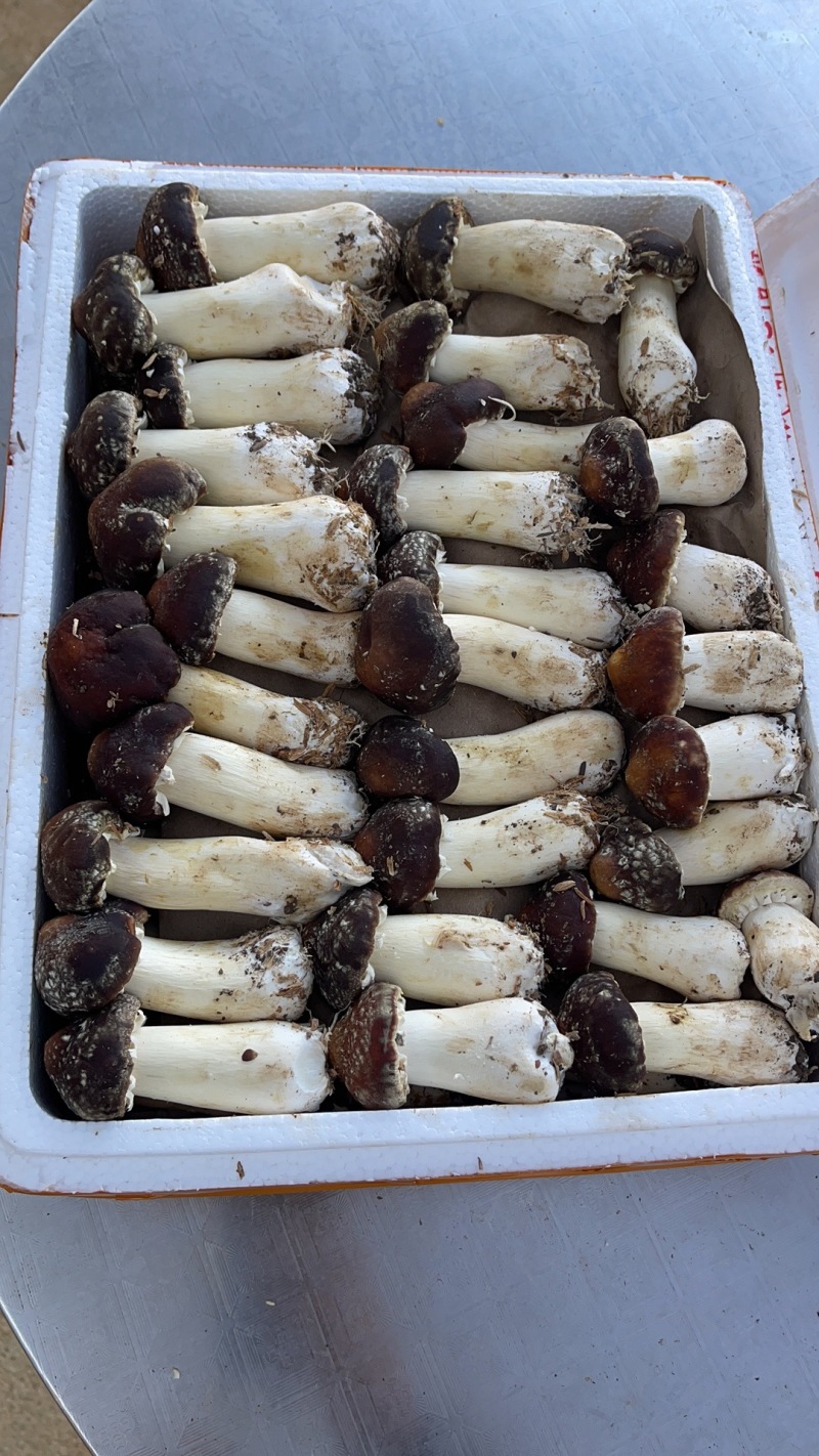 广西贵港覃塘区松茸 20.00元/斤红松茸 精品松