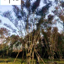 精品蓝花楹成都苗木基地直销8-25公分蓝花楹优惠价