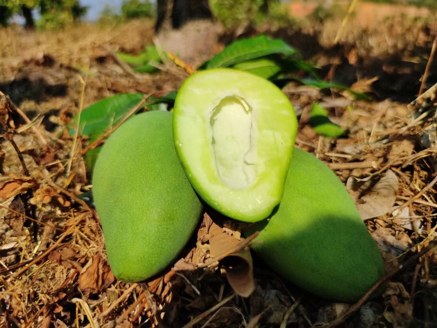 大青芒完整果实与切开对比图