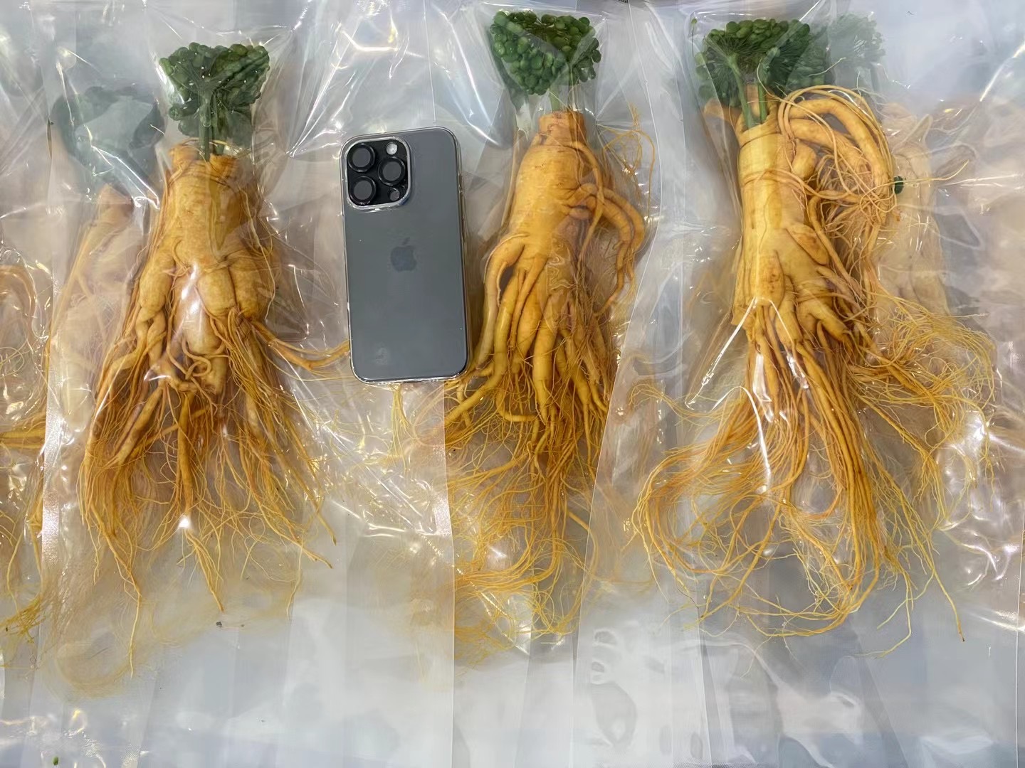 红极参冷藏保存方法示意图