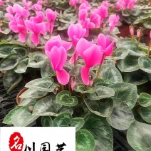 苗圃基地出售仙客来杯苗成都花卉苗木批发仙客来优惠价格