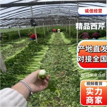 【大棚西芹】大棚芹菜价格优质量漂亮亮度好欢迎电联