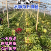 芹菜优质供货电商，市场细中粗棵量大价格优