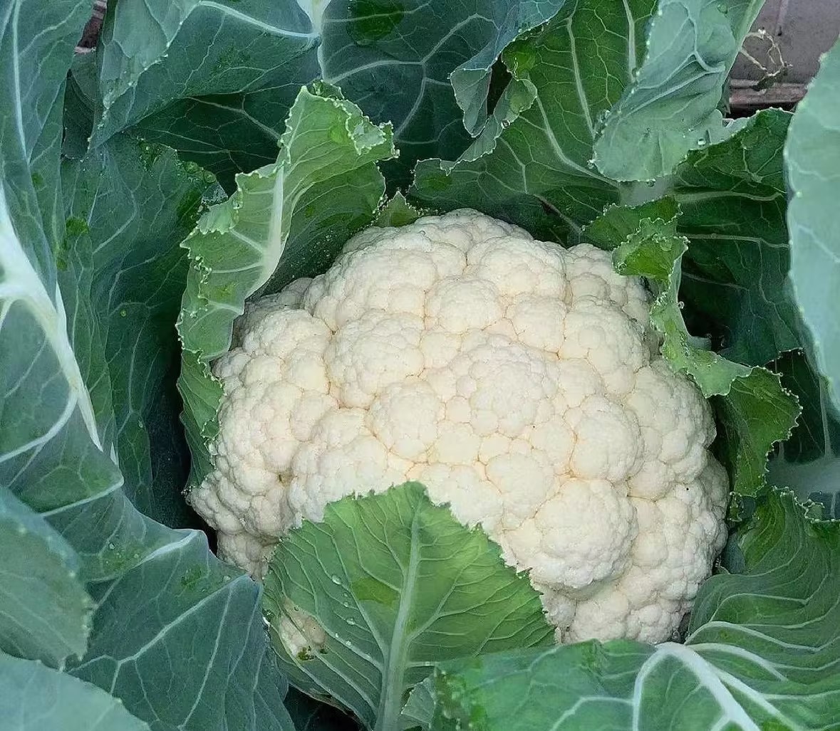 白花菜花整体特写,展现其菜花状的洁白花球,背景为绿色菜叶 白花菜花特写