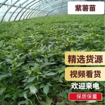 徐紫八紫薯苗生长期短徐紫八凌紫紫罗兰
