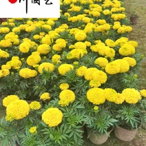 自家苗圃出售万寿菊杯苗成都时令草花批发易存活价低物美