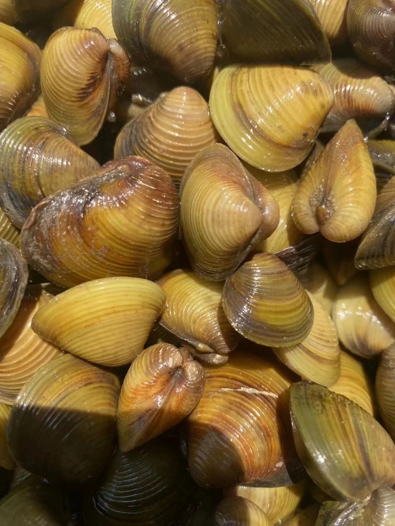 黄沙蚬天门当地大黄蚬子黄蛤视频看货厂地批发零售可团购接单