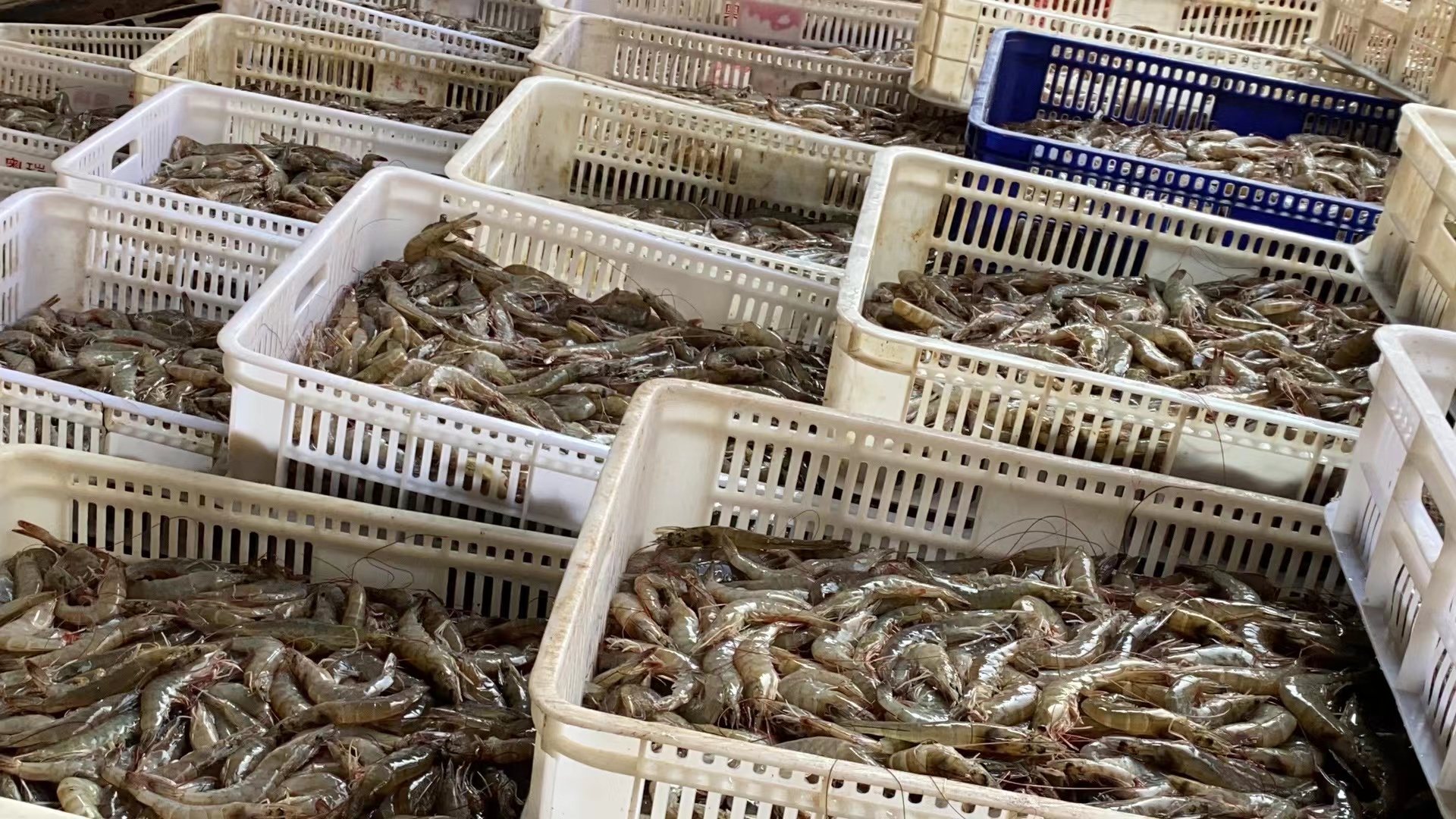 对虾收获与分拣现场图,展示收获、分级、包装全过程 对虾收获与分拣现场图