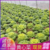 《黄心菜》现货大量供应常年供应市场加工厂量大从优