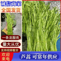 精品芦蒿安徽蚌埠常年供应保质保量价格便宜全国发货