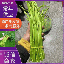 精品芦蒿江苏无锡常年供应保质保量价格便宜全国发货