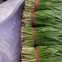 山东韭菜莱州紫根红韭菜陆续上市！保质保量代发全国