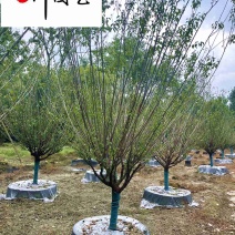 红梅精品地栽出售耐寒好养易活四川红梅苗木基地直销