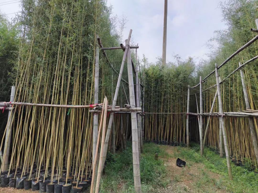 金镶玉竹修剪工具示意图