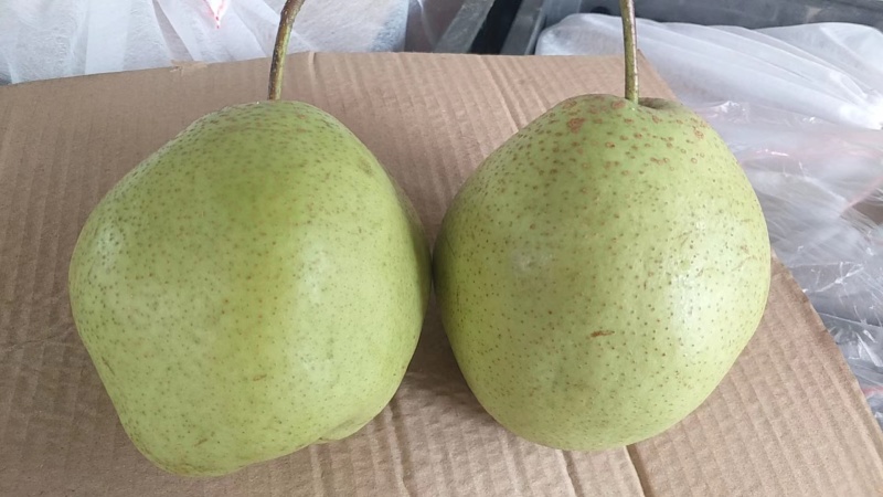 晋州商贸公司怎么选？从一手货源批发到农资批发，一篇讲清合作门道