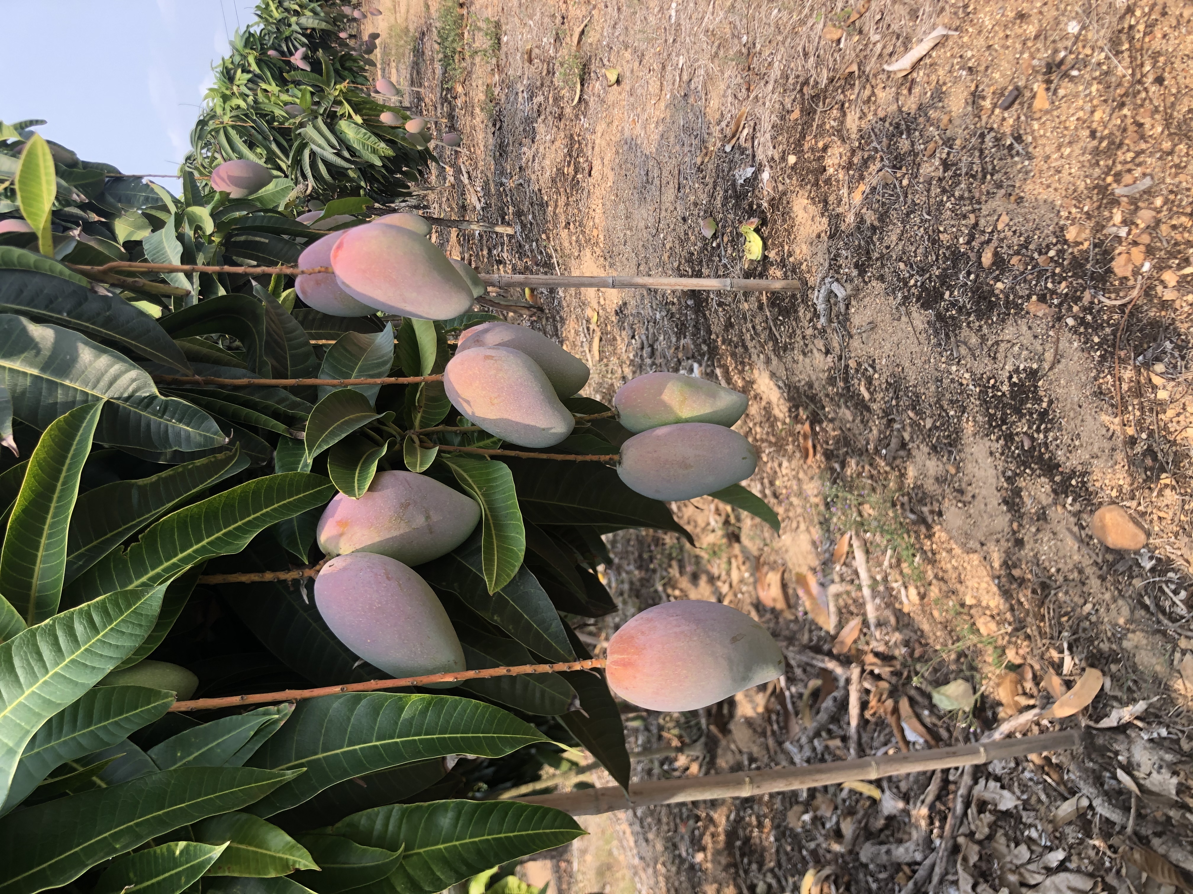 广西贵妃芒果园,展示成片种植的贵妃芒果树和丰收景象 广西贵妃芒果园