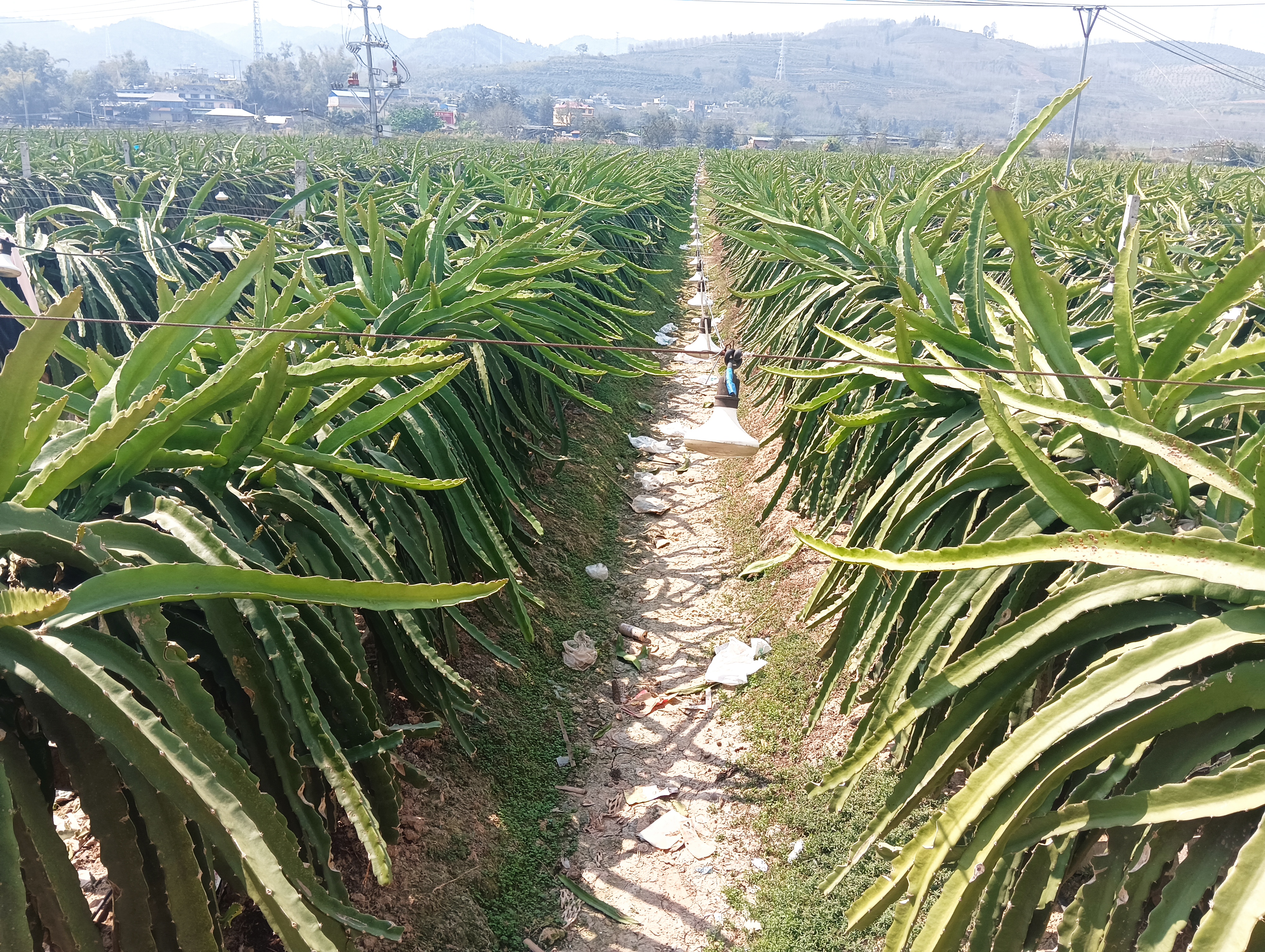 越南火龙果果园航拍图